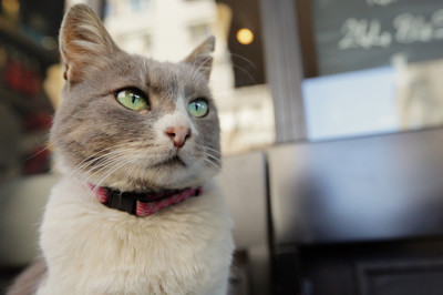 犬にない猫の魅力って？全米1館→130館ヒット作の監督に聞く（シネマトゥデイ）