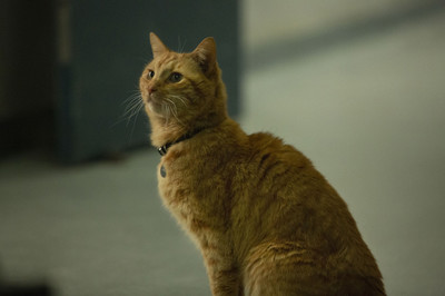 2019年の映画を彩った“かわいすぎる犬猫たち”を癒しの写真で振り返る！＜写真40点＞（Movie Walker）