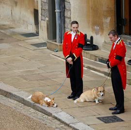 エリザベス女王の元義娘、女王から受け継いだ「2匹のコーギー」の様子を明かす(Harper’s BAZAAR(ハーパーズ バザー))