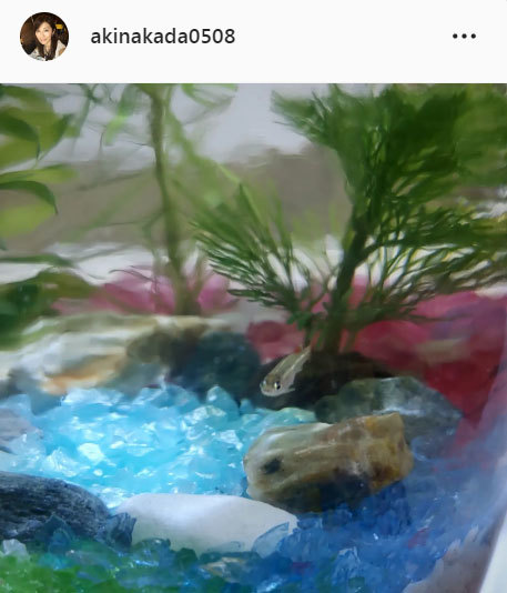 中田有紀アナ、淡水魚アカヒレにゾッコン「ずっと見ていると近づいて見返してくるんですよ～」(日刊スポーツ)