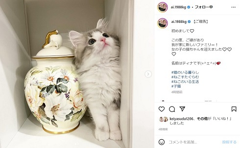ンぎゃわいいいい！　加護亜依のふわっふわな“新しいファミリー”が「超美猫様!!」「もふりたい」(ねとらぼ)