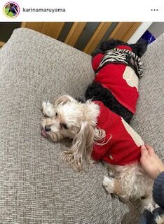 第１子妊娠中の丸山桂里奈、愛犬が「増し増しで甘えてきます」ほっこりショット公開(スポーツ報知)