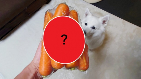 地元スーパーで出会ったニンジンが“美脚”の持ち主？！個性溢れる強者たちに「楽しすぎて料理できない」と大反響(めざましmedia)